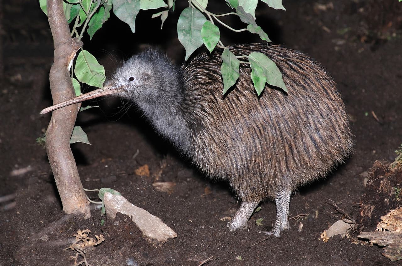kiwibirdfrfr